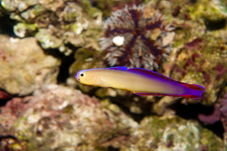 在水族馆的紫色 Firefish Nemateleotris 综内