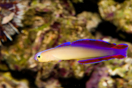 在水族馆的紫色 Firefish Nemateleotris 综内