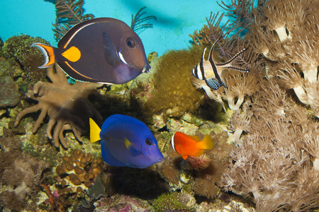 在水族馆中的珊瑚鱼