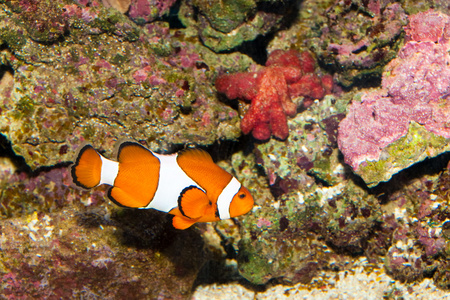 在水族馆中的小丑鱼