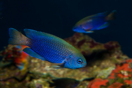 艾伦斯或霓虹灯热带鱼