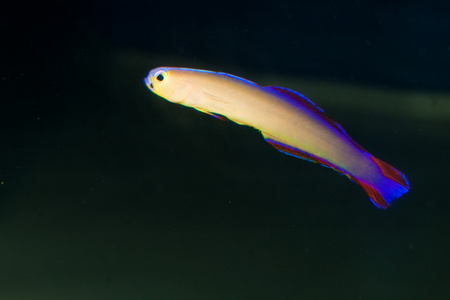 在水族馆的紫色 Firefish Nemateleotris 综内