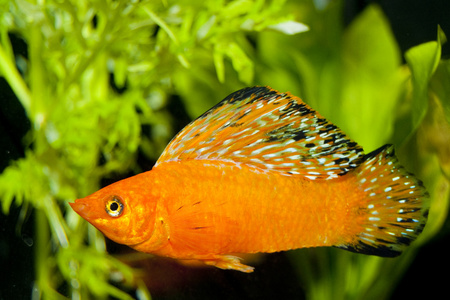 在 aqaurium 中的红色 sailfin 莫莉