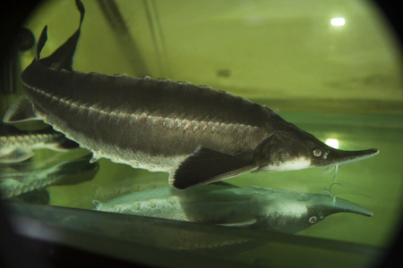 白鲸欧洲鲟鱼(husohuso)照片
