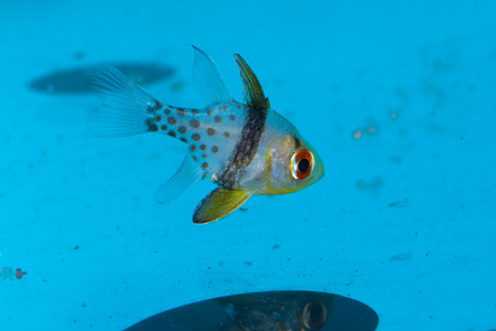 发现或睡衣天竺鲷在水族馆