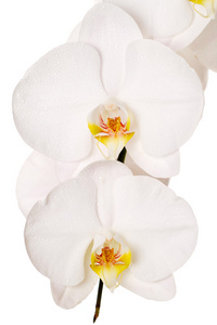 在白色背景上的白色兰花花的特写