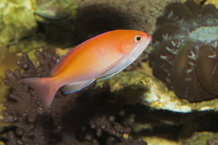 anthias 在水族馆的鱼