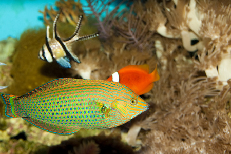 在水族馆的斗室苏眉