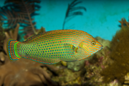 在水族馆的斗室苏眉