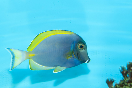 蓝色粉末邓在水族馆