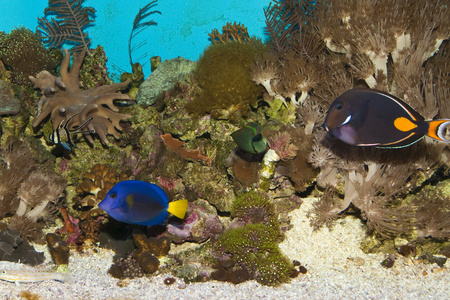 在水族馆中的珊瑚鱼