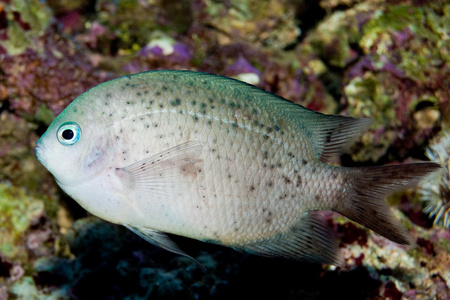 在水族馆中多刺鱼烧烤