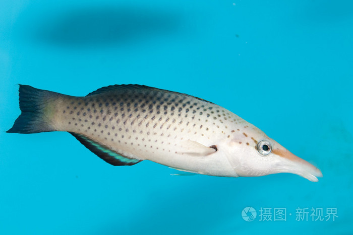 在水族馆的鸟嘴苏眉