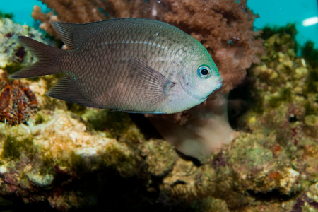 在水族馆中多刺鱼烧烤