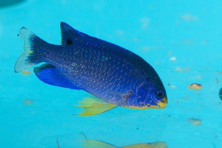 蓝魔鬼热带鱼在水族馆