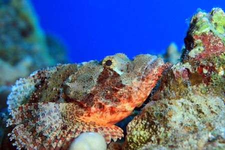 海洋生命在红海