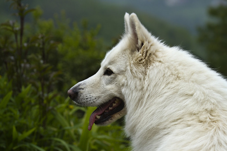 白色瑞士牧羊犬肖像