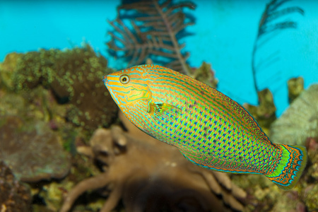 在水族馆的斗室苏眉