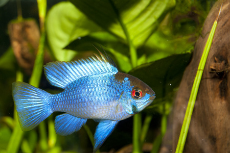 蓝公羊Mikrogeophagus Ramirezi