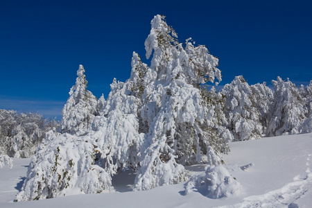 冰天雪地的松林树