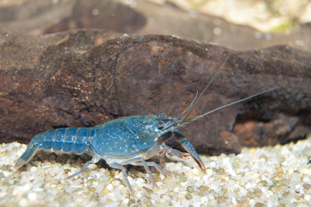 欧洲小龙虾AstacusAstacus