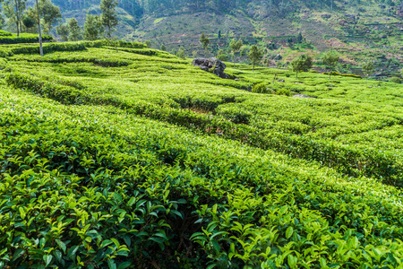 斯里兰卡哈普特莱附近山区的茶叶种植园