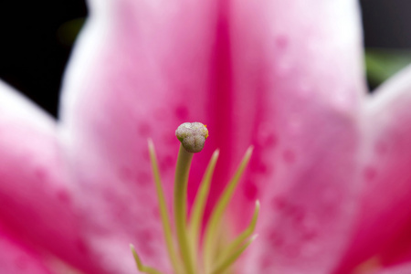 莉莉花卉特写