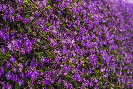 紫色的花朵纹理特写。紫色的花和叶子背景