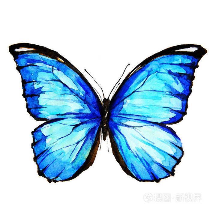 美丽的蓝色蝴蝶水彩孤立的白色