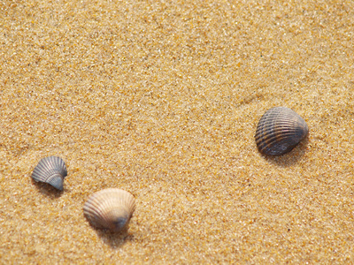 在海边沙滩上的贝壳