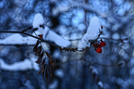 雪下干山灰枝