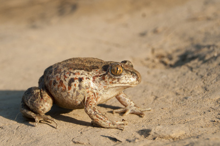 常见 spadefoot