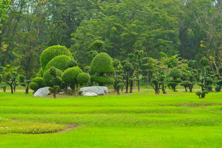 园林绿化中的树装饰艺术设计照片