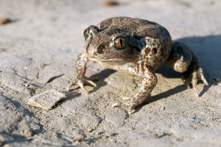 常见 spadefoot