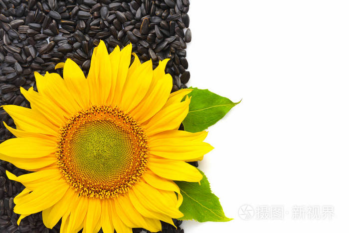 黄色向日葵和向日葵种子在白色背景有空白为文本顶部视图