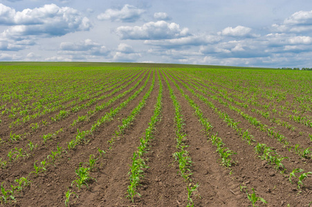乌克兰中部玉米幼生长的夏季景观