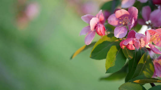 五颜六色的花泉背景。绿草背景下盛开的粉红色花朵的苹果树