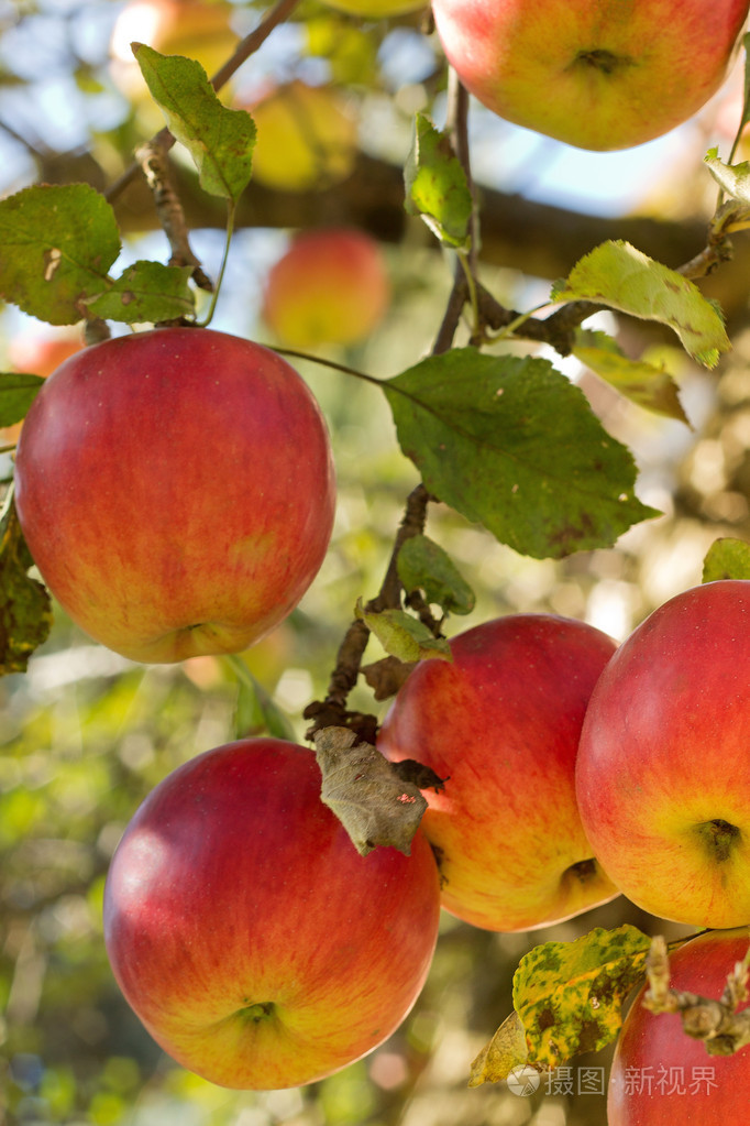 在秋季彩色的苹果