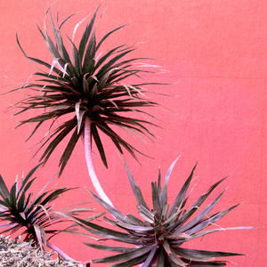 植物对粉红色的概念。棕榈在粉红色的墙壁背景