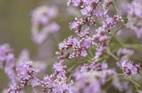 补血 pectinatum 的自然宏观花卉背景