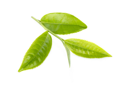 绿茶叶在白色背景上孤立