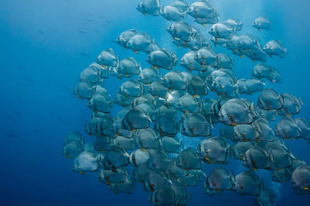 大型圆形 spadefish Platax 轮眼 游泳在开阔的大海, 大圆形银色身体与黄色的鳍和深色条纹