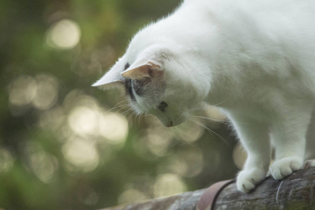 在潮湿的街道上散步的一只小花猫