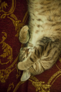 睡觉的猫。睡猫在红色沙发上