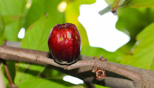 丁香 malaccense 或 Pomerac 马来苹果树特写