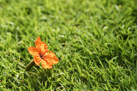 草地湖水桌面特写橙花盛开在青草或草地上, 桌面背景纹理.