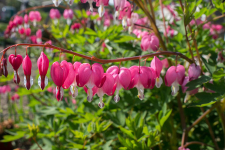 春 Dicentra spectibalis 心粉红色植物出血