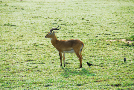 乌干达羚，伊丽莎白女王国家公园 乌干达