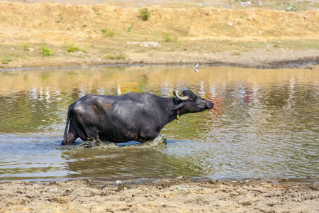 水牛在湖中放松