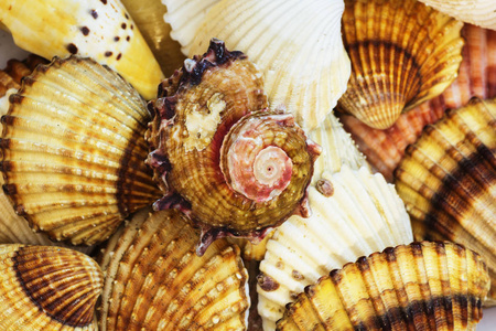 从爱琴海收集不同的海贝壳。暑期背景